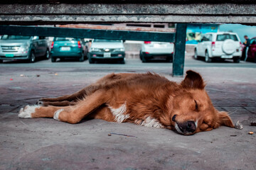 Perro descansando del fuerte sol de la ciudad