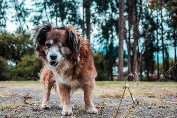 Perro callejero que evidencia el maltrato