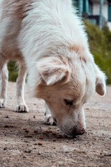 Alimentado a perros callejeros