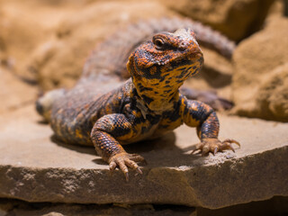 Close-up of Geyr's dabb lizard (Uromastyx geyri) in a terrarium