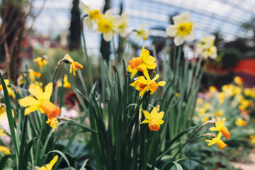 Narcissus flower. Beautiful tropical flower on a background of green leaves.