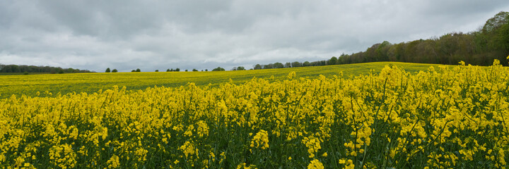 Obraz premium a bright yellow field full of rapeseed flowers