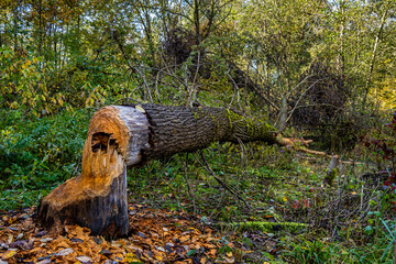 Autumnal atmosphere in the forest along the River Isar in Ismaning, Munich, Bavaria in Germany