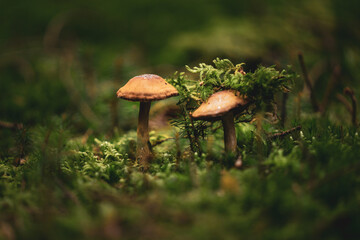 mushroom in the forest