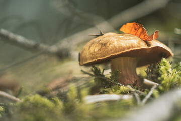 mushroom in the forest
