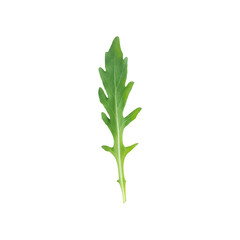 Single leaf of organic green rocket or arugula edible annual plant used in salads for its fresh, tart, bitter, and peppery flavor rich of vitamins and dietary minerals isolated on white background