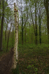 a silver birch trunk with fungus plates at a high level