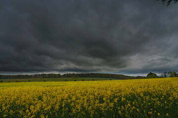 a bright yellow field full of rapeseed flowers under a dark storm cloud sky