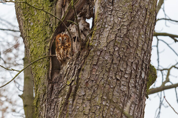 Obraz premium Beautiful little owl Little Owl - Strix aluco sitting in a hollowed out tree trunk.