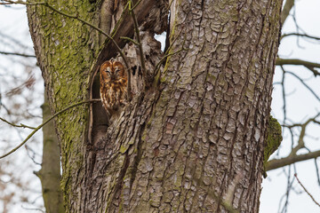 Beautiful little owl Little Owl - Strix aluco sitting in a hollowed out tree trunk.