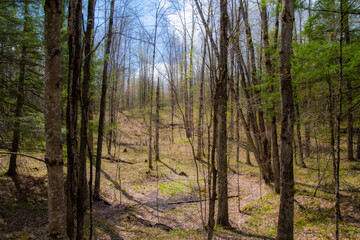Obraz premium Spring undergrowth in wild forest in Quebec, Canada