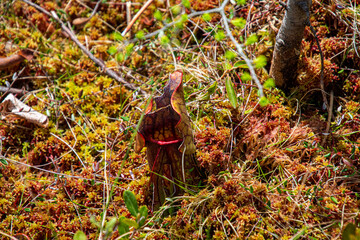 Sarracenia. Carnivorous plants from Quebec, Canada, in a protected park