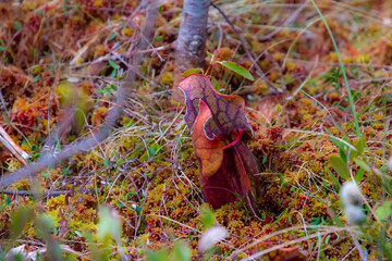 Sarracenia. Carnivorous plants from Quebec, Canada, in a protected park
