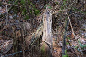 Dead tree trunk in the Canadian wild pond. In a protected area