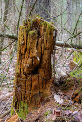 Dead tree trunk in the Canadian wild pond. In a protected area