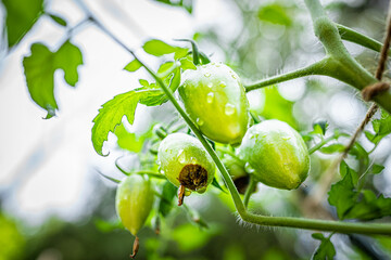 Macro closeup of atomic green variety of small grape tomatoes cluster group hanging growing on...