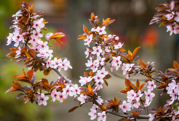 Beautiful pink flowers of purple leafed plum Prunus cerasus Cerasifera Pissardii Tree in spring. Prunus tree blossom. Ornamental tree in the city park.
