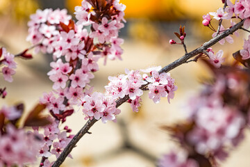 Beautiful pink flowers of purple leafed plum Prunus cerasus Cerasifera Pissardii Tree in spring. Prunus tree blossom. Ornamental tree in the city park.