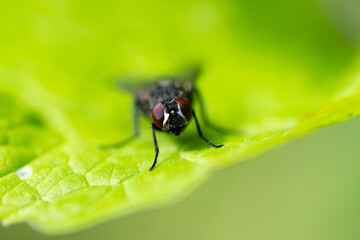fly on leaf