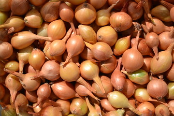 Background of a bunch of onions for planting in the garden and harvesting.Onion seedlings.The concept of agriculture and gardening, growing and caring for vegetables, flat layout.