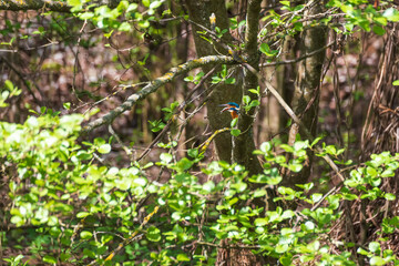 Beautiful colorful bird Kingfisher sitting on a tree branch. Its feather color is blue and orange. Wild photo