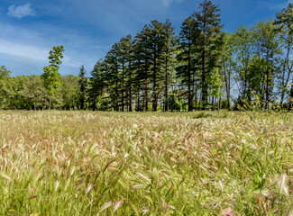 Prairie fleurie et sous bois