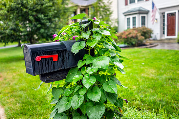 Black generic mailbox at single family home in residential suburbs with nobody and green morning glory plant creeping climbing on mail box as decoration