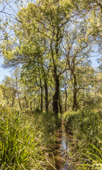 Prairie fleurie et sous bois