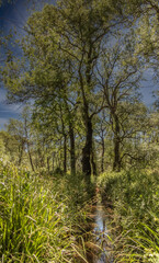 Obraz premium Prairie fleurie et sous bois