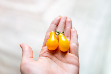 Macro closeup of unique variety of small cherry yellow pear tomatoes harvested from garden with woman holding fruit in palm of hand