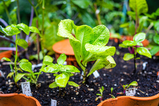 Closeup Of Heirloom Lettuce And Basil Plants Growing In Orange Garden Vertical Container Pocket In Soil In Spring Or Summer