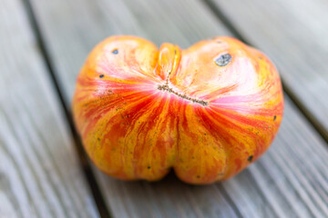 Macro closeup of one big large ripe heirloom red striped pink jazz tomato in garden harvested on deck wooden floor