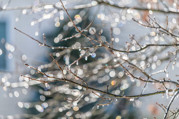 Closeup of water drops abstract bokeh rainy weather on winter bare oak tree branches in Fairfax, Virginia with blurry background and shiny circles