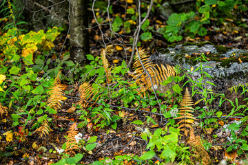 Dolly Sods in Monongahela National Forest with colorful yellow brown and green foliage on fern plants in autumn fall season in West Virginia forest floor closeup