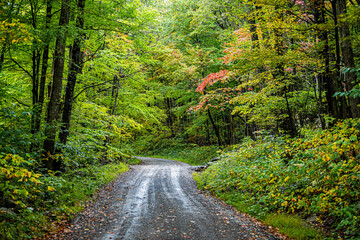 Obraz premium Colorful yellow red foliage in autumn fall season in Dolly Sods in West Virginia in National Forest Park with steep dirt road path driving car point of view