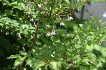 Japanese snowbell (Styrax japonica) flowers. Styracaceae deciduous tree.