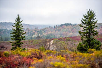 Colorful red huckleberry bushes leaves foliage in autumn fall in Bear Rocks trail at Dolly Sods in West Virginia National Forest Park with footpath road and cloudy rainy weather