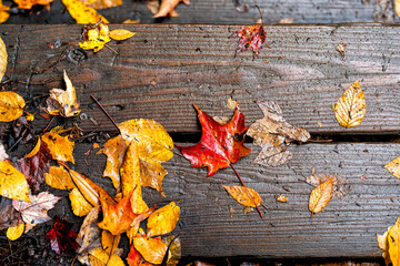 Naklejka na ściany i meble Blackwater Falls State Park in West Virginia during autumn with red leaves foliage maple leaf and yellow on wooden wet steps flat top view looking down