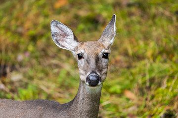 One white-tailed deer animal mammal wild grazing looking at camera with bokeh background in...