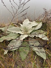 Beautiful nature, green leaves, background, amazing plants