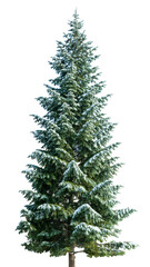 Green christmas fir tree