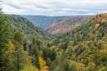 Colorful Allegheny mountains in autumn fall with multicolored red and yellow foliage at Lindy Point overlook in Blackwater Falls State Park in West Virginia, USA