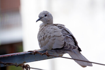 a  dove on the balcony of a building in Athens, Greece against white wall. 