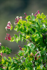 Close up shot of Mediterranean Honeysuckle (Lonicera implexa)