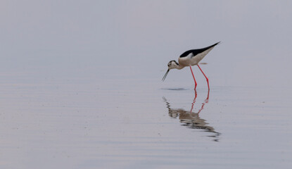 Black winged stilt