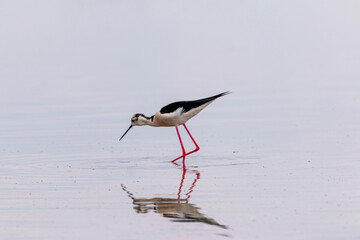 Black winged stilt
