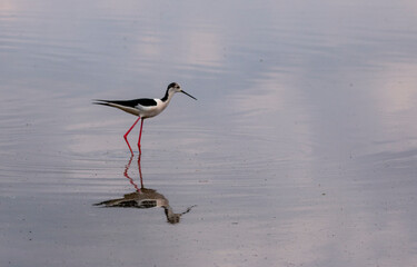 Black winged stilt