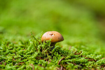 Closeup macro side view of one single wild orange boletus mushroom growing on green moss in Spruce...