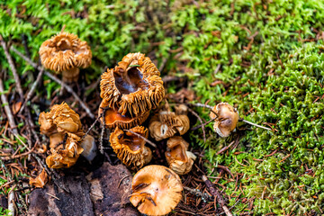 Closeup of wild orange mushrooms growing on green moss in Spruce Knob Huckleberry Trail in...