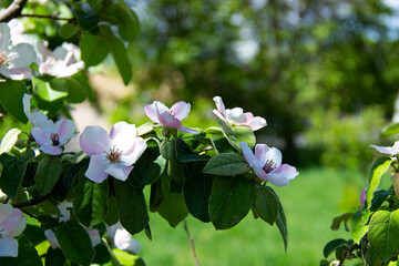 peach blossom flower in spring